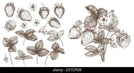 Satz von Vektorzeichnungen von Erdbeeren. Beeren, Blumen, Blätter. Gravurstil Illustration. Landwirtschaftliche Ernte isoliert auf weißem Hintergrund. Toll für mich Stock Vektor