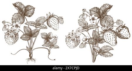 Satz von Vektorzeichnungen von Erdbeeren. Beeren, Blumen, Blätter. Gravurstil Illustration. Landwirtschaftliche Ernte isoliert auf weißem Hintergrund. Toll für mich Stock Vektor