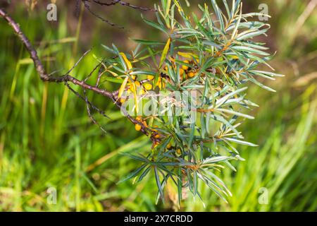 Sanddornzweig mit gelben Früchten, Nahaufnahme Außenfoto mit selektivem Fokus. Hippophae ist die Gattung der Sanddorne, Laubstrauch Stockfoto