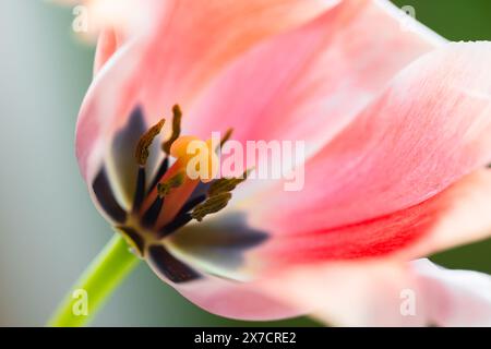 Pinkfarbenes Blütenfragment, Pistil und Staubblätter einer Tulpe, Makrofoto mit selektivem Weichfokus Stockfoto