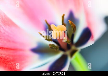 Pistil und Staubblätter einer Tulpenblüte, Makrofoto mit selektivem Weichfokus Stockfoto