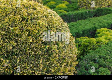 Thuja-Busch in Kugelform wächst im Garten, Hintergrundfoto mit selektivem Weichfokus Stockfoto