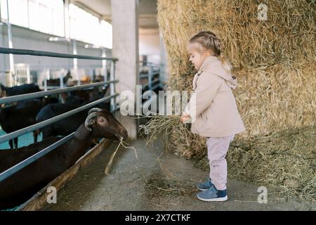 Ein kleines Mädchen, das eine braune Ziege in einem Stall mit Heu versorgt, während es in der Nähe eines Heuhaufens auf einer Farm steht Stockfoto