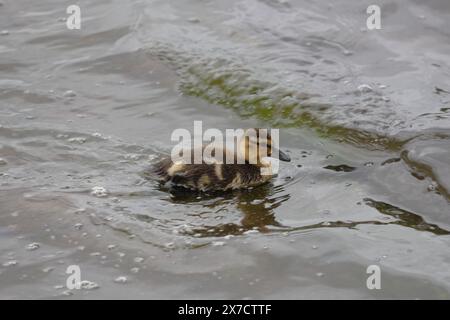 Entlein schwimmt im Teichwasser Stockfoto
