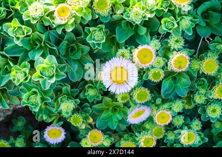 Seaside Daisy Flower (Erigeron Glaucus Ker Gawl) im Frühling Stockfoto