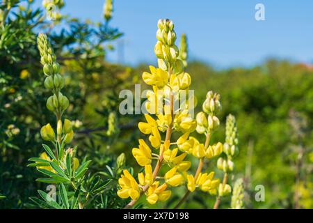 Coastal Yellow Bush Lupine (Lupinus Arboreus) Stockfoto