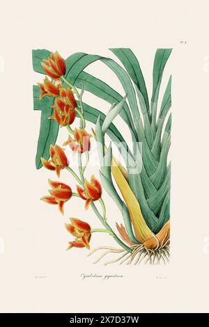 Antike botanische Illustration einer blühenden Orchideenpflanze aus einem Buch des 19. Jahrhunderts. Um 1830. Stockfoto