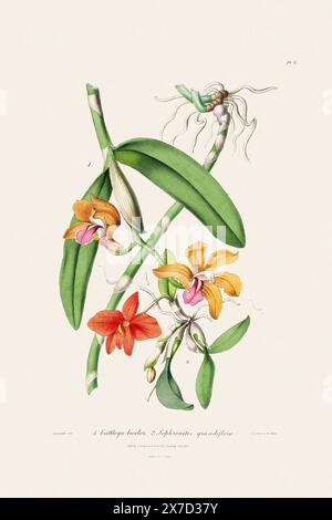 Antike botanische Illustration einer blühenden Orchideenpflanze aus einem Buch des 19. Jahrhunderts. Um 1830. Stockfoto