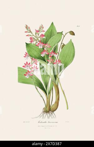 Antike botanische Illustration einer blühenden Orchideenpflanze aus einem Buch des 19. Jahrhunderts. Um 1830. Stockfoto