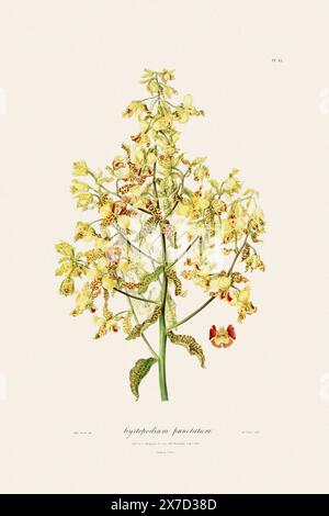 Antike botanische Illustration einer blühenden Orchideenpflanze aus einem Buch des 19. Jahrhunderts. Um 1830. Stockfoto