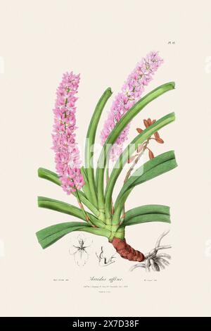 Antike botanische Illustration einer blühenden Orchideenpflanze aus einem Buch des 19. Jahrhunderts. Um 1830. Stockfoto