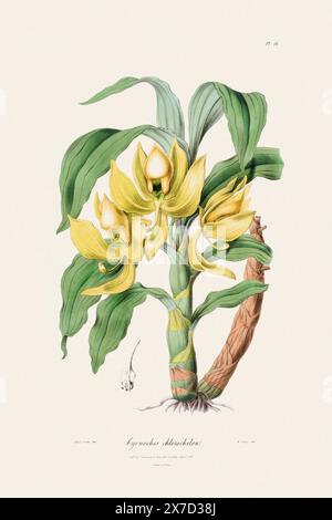 Antike botanische Illustration einer blühenden Orchideenpflanze aus einem Buch des 19. Jahrhunderts. Um 1830. Stockfoto