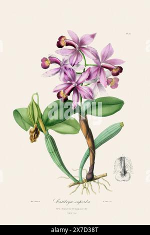 Antike botanische Illustration einer blühenden Orchideenpflanze aus einem Buch des 19. Jahrhunderts. Um 1830. Stockfoto