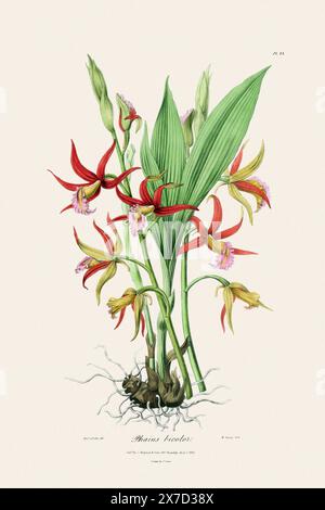Antike botanische Illustration einer blühenden Orchideenpflanze aus einem Buch des 19. Jahrhunderts. Um 1830. Stockfoto