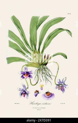 Antike botanische Illustration einer blühenden Orchideenpflanze aus einem Buch des 19. Jahrhunderts. Um 1830. Stockfoto