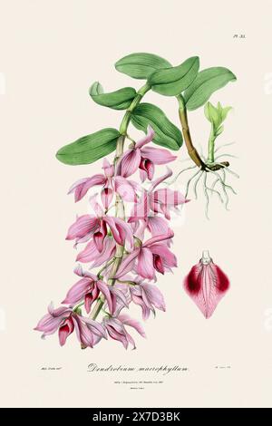 Antike botanische Illustration einer blühenden Orchideenpflanze aus einem Buch des 19. Jahrhunderts. Um 1830. Stockfoto