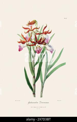 Antike botanische Illustration einer blühenden Orchideenpflanze aus einem Buch des 19. Jahrhunderts. Um 1830. Stockfoto