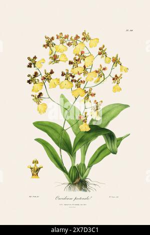 Antike botanische Illustration einer blühenden Orchideenpflanze aus einem Buch des 19. Jahrhunderts. Um 1830. Stockfoto