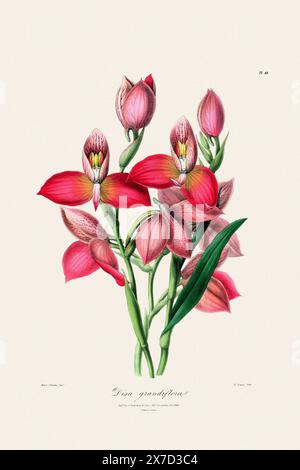 Antike botanische Illustration einer blühenden Orchideenpflanze aus einem Buch des 19. Jahrhunderts. Um 1830. Stockfoto