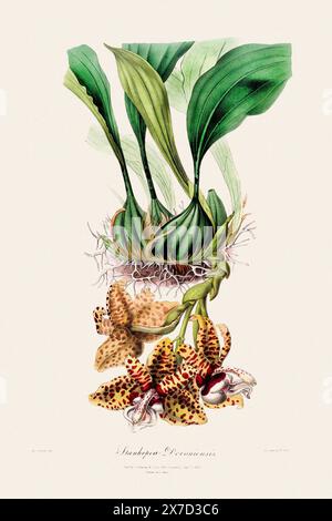 Antike botanische Illustration einer blühenden Orchideenpflanze aus einem Buch des 19. Jahrhunderts. Um 1830. Stockfoto