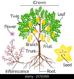 Teile des Karambola-Baumes auf weißem Hintergrund. Stock Vektor