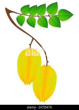 Zweig mit Karambolenfrucht und Blättern auf weißem Hintergrund. Stock Vektor