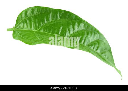 Blatt der Passionsfrucht oder Maracuja isoliert auf weißem Hintergrund. Draufsicht. Flache Lagen Stockfoto