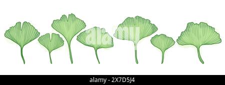 Ginkgo-Zweig mit Blättern, Vektor-Illustration Set für Design Stock Vektor