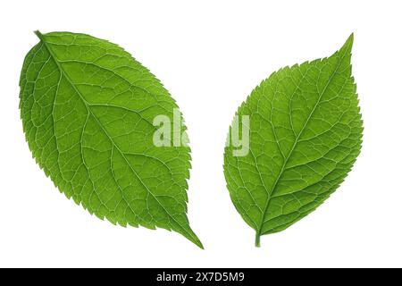 Holunderbeerblatt oder Sambucus nigra isoliert auf weißem Hintergrund. Stockfoto