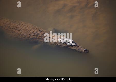 Nilkrokodil / Nilkrokodil / Crocodylus niloticus Stockfoto