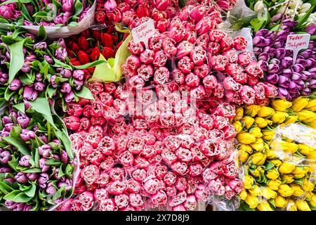 Wunderschöne bunte Tulpen in Rot, Rosa, Gelb und weiß auf einem Blumenmarkt in Kopenhagen, Dänemark Stockfoto