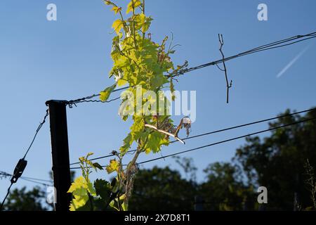 Im Frühjahr: Hellgrüne Blätter einer Weinrebe in Süddeutschland. Stockfoto