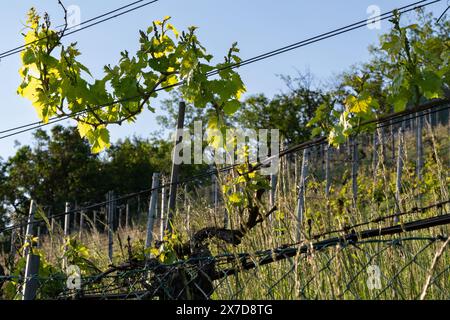 Rebe auf dem Zaun vor dem Weinberg am Hang. Aufgenommen im Frühjahr. Stockfoto