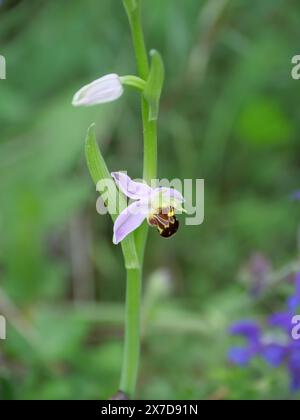 Blühende Spinnenorchidee Ophrys holoserica auf einem Trockenrasen bei Würzburg Stockfoto