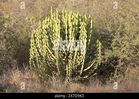 Afrikanischer Busch - Kaktus / Afrikanischer Busch - Kaktus / Kakteen Stockfoto