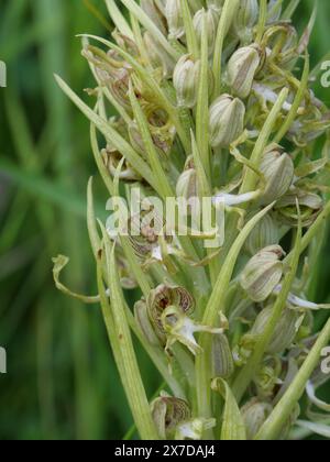 Die gigantischen Blüten und Blütenstände der Eidechsenorchidee Himantoglossum hircinum auf einem Trockenrasen bei Würzburg Stockfoto