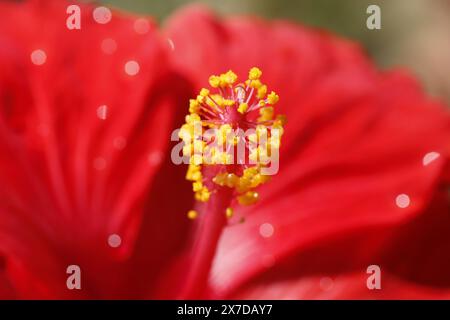 Tropisch-roter Hibiskus-Makrofotografie Stockfoto