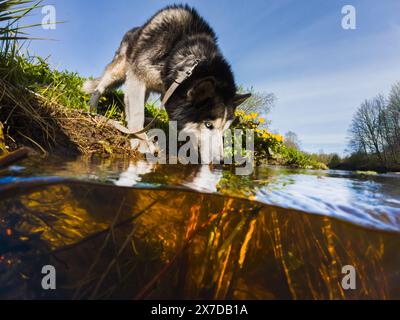 Ein sibirischer Husky ​​with Blue Eyes trinkt im Frühjahr Wasser aus einem Fluss. Stockfoto