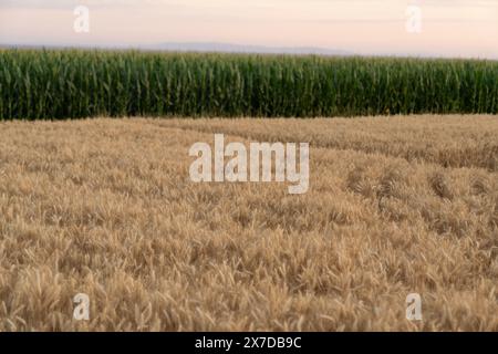 Weizen- und Maisfeld bei Sonnenuntergang. Stockfoto