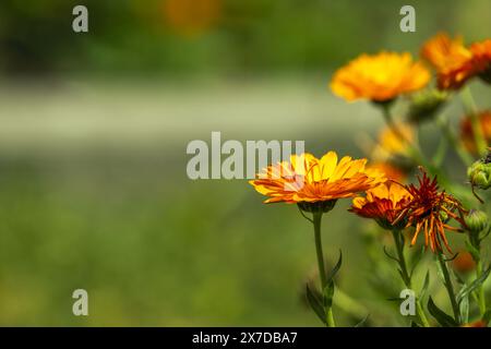 Die Ringelblume eignet sich perfekt für Borten in Kombination mit kräftigen Stauden Stockfoto