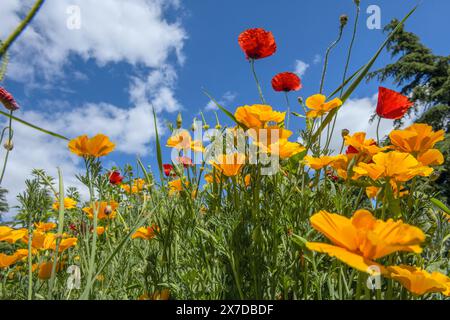 Goldener Mohn Orangenmohn auf einer Sommerwiese an einem sonnigen Tag. Horizontale Aufnahme Stockfoto