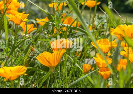 Von oben hellgelbe ausdauernde kalifornische Mohnblumenpflanzen mit Zweigen, die im Feld im Sonnenlicht vor verschwommenem Hintergrund wachsen Stockfoto