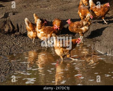 Freilandhühner Geflügel in einem Landbetrieb Rietberg, Nordrhein-Westfalen, Deutschland, Europa Stockfoto