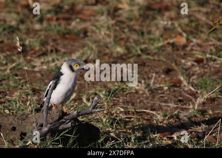 Weißschopf-Brillenwürger / Weißkammhelm / Prionops plumatus Stockfoto