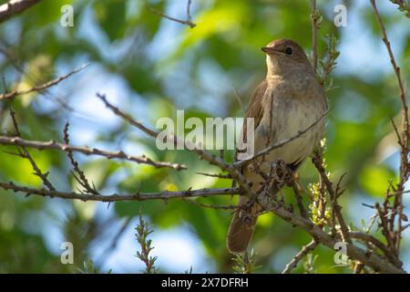 Männliche Nachtigall (Luscinia megarhynchos) sitzt auf einem Zweig und singt. Singender Vogel, der auf blühenden Zweigen sitzt, eine kraftvolle Stimme, Nachtwellen Stockfoto