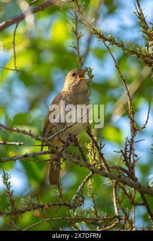 Männliche Nachtigall (Luscinia megarhynchos) sitzt auf einem Zweig und singt. Stockfoto