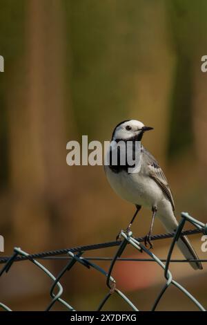 Süßer Vogel, weißer Bachstelz, Motacilla alba am Zaun Stockfoto