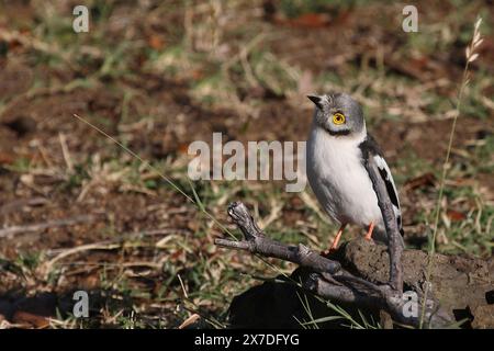 Weißschopf-Brillenwürger / Weißkammhelm / Prionops plumatus Stockfoto