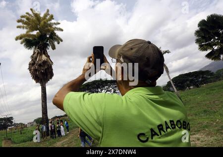 Valencia, Carabobo, Venezuela. Mai 2024. Mai 2024. Ein Bewohner fotografiert mit seinem Handy die Blüte der Ceylon-Palme (Corypha umbraculifera) in den Gärten der Universität von Carabobo. Seit 2013 hält die südasiatische Palme den Guinness-Weltrekord als größte verzweigte Blütenstände der Welt, die zwischen 40 und 80 Jahren blühen. Foto: Juan Carlos HernÃndez (Foto: © Juan Carlos Hernandez/ZUMA Press Wire) NUR REDAKTIONELLE VERWENDUNG! Nicht für kommerzielle ZWECKE! Stockfoto