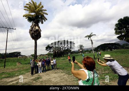 Valencia, Carabobo, Venezuela. Mai 2024. Mai 2024. Zwei Frauen fotografieren mit seinem Handy die Blüte der Ceylon-Palme (Corypha umbraculifera) in den Gärten der Universität von Carabobo. Seit 2013 hält die südasiatische Palme den Guinness-Weltrekord als größte verzweigte Blütenstände der Welt, die zwischen 40 und 80 Jahren blühen. Foto: Juan Carlos HernÃndez (Foto: © Juan Carlos Hernandez/ZUMA Press Wire) NUR REDAKTIONELLE VERWENDUNG! Nicht für kommerzielle ZWECKE! Stockfoto